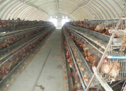 養(yǎng)殖場采暖設備哪種好？中銳空氣能熱泵全面滿足需求